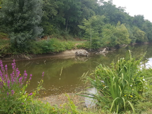 SENTIER D&rsquo;INTERPRÉTATION DU LAYON A SAINT AUBIN DE LUIGNÉ - 20160811-124620-2