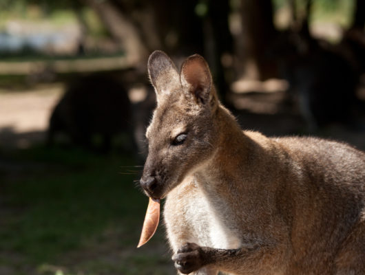 Le jardin des kangourous - batailles-kang-07-18