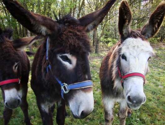 GOG’ANE - dsc01931