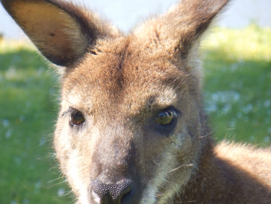 Le jardin des kangourous - dscn2656-2