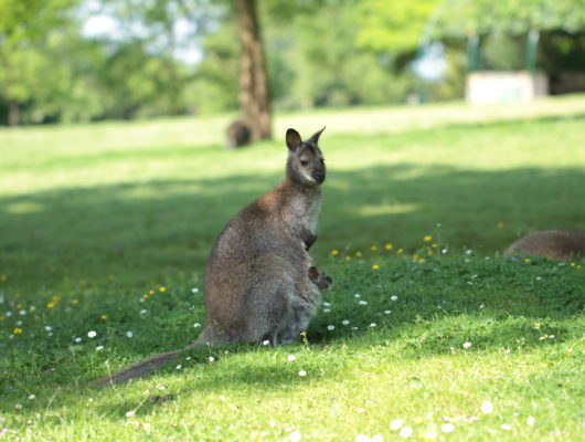 Le jardin des kangourous - im7d5688