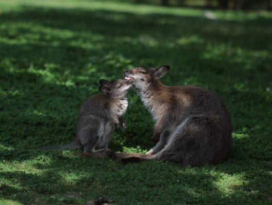 Le jardin des kangourous - im7d5769