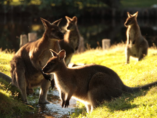 Le jardin des kangourous - im7d6998