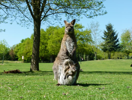 Le jardin des kangourous - Le jardin des kangourous