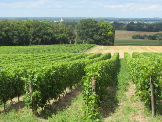 SENTIER D&rsquo;INTERPRÉTATION DU VIGNOBLE DE L&rsquo;AUBANCE : VIGNOBLE ET PATRIMOINE - sentierd-interpretation-blaisongohier-49-1-1156236