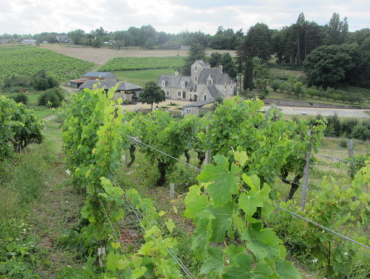 SENTIER D&rsquo;INTERPRÉTATION DU VIGNOBLE DE L&rsquo;AUBANCE : VIGNOBLE ET PATRIMOINE - sentierd-interpretation-blaisongohier-49-2-1156237
