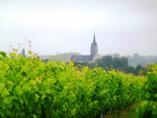 SENTIER D&rsquo;INTERPRÉTATION DU VIGNOBLE DE L&rsquo;AUBANCE : LA VIGNE AU FIL DU TEMPS - sentierdinterpretationvignoble-saintjeandesmauvrets-49-1247378