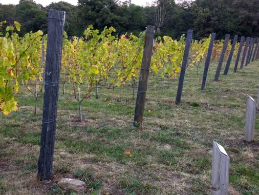 SENTIER D&rsquo;INTERPRÉTATION DU VIGNOBLE DE L&rsquo;AUBANCE : LA VIGNE AU FIL DU TEMPS - sentierdinterpretationvignoble-saintjeandesmauvrets-49-2-1247375