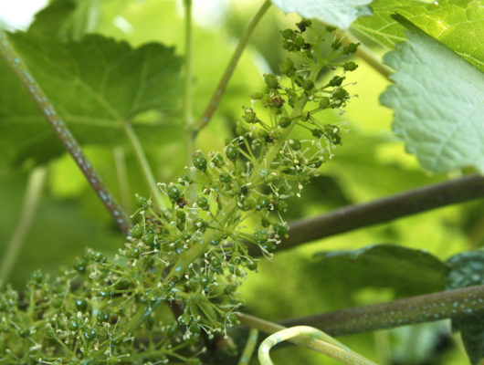 SENTIER D&rsquo;INTERPRÉTATION DU VIGNOBLE DE L&rsquo;AUBANCE : LA VIGNE AU FIL DU TEMPS - vigne-fleur