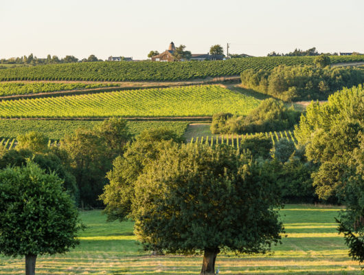 FAYE D&rsquo;ANJOU – 53 – FORETS ET VIGNES - paysage-faye-web-photo-sebastien-gaudard--3-