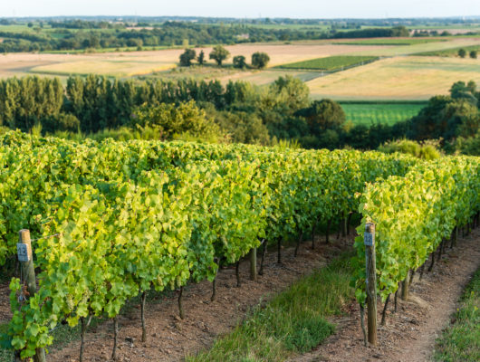 FAYE D&rsquo;ANJOU – 53 – FORETS ET VIGNES - paysage-faye-web-photo-sebastien-gaudard--7-