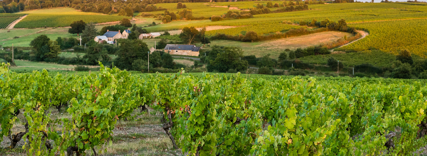 FAYE D&rsquo;ANJOU – 53 – FORETS ET VIGNES