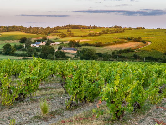 FAYE D&rsquo;ANJOU – 53 – FORETS ET VIGNES - paysage-faye-web-photo-sebastien-gaudard--8-