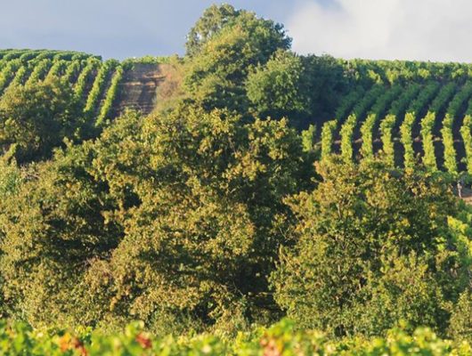 CHÂTEAU DE LA VIAUDIÈRE - chateaudelaviaudiere-champsurlayon-49-5