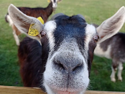 IL ÉTAIT UNE FERME - 002-5