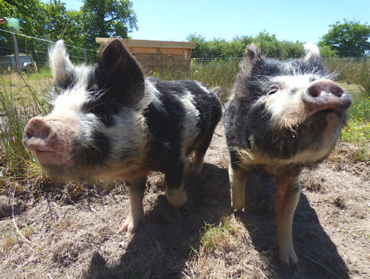 IL ÉTAIT UNE FERME - 007-24