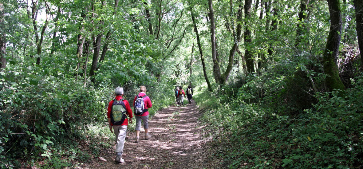 GR® de Pays Coteaux du Layon et de la Loire