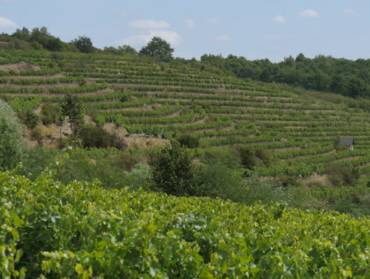 GR® de Pays Coteaux du Layon et de la Loire - p1160766-cg