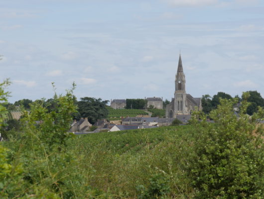 GR® de Pays Coteaux du Layon et de la Loire - p1160777-cg