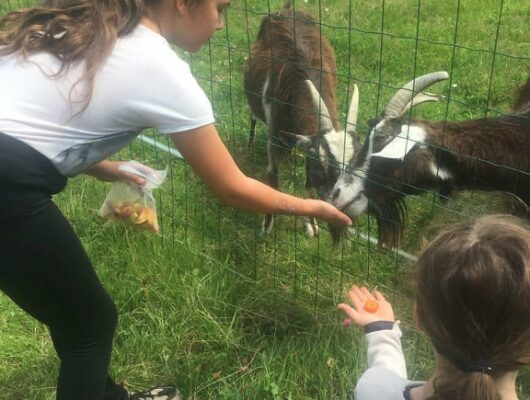 IL ÉTAIT UNE FERME - 218840554-1028962387912761-6296263913954366060-n