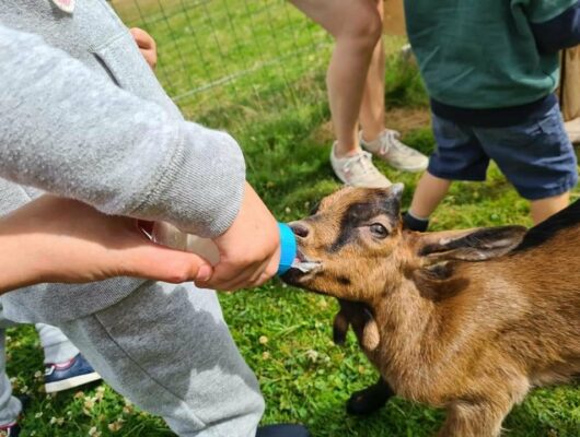 IL ÉTAIT UNE FERME - 220418155-1675081189359771-4446407325755754801-n