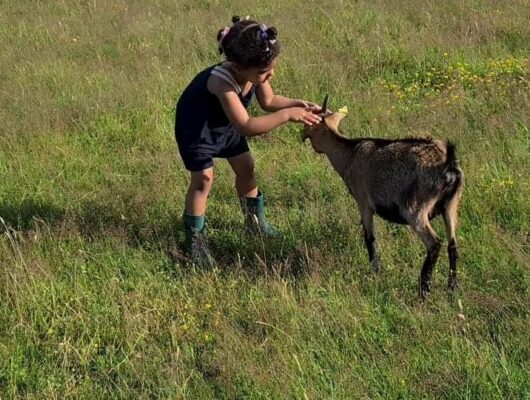 IL ÉTAIT UNE FERME - 221182404-202078288535542-2730486180431757413-n