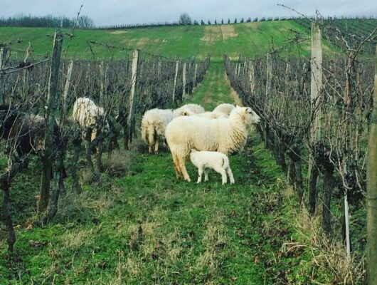 Domaine de Bois Mozé - 84002325-3700839756623145-7479688578230910976-o