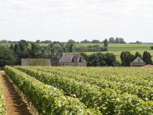 CHÂTEAU DE LA CALONNIÈRE - vue-depuis-les-vignes-2