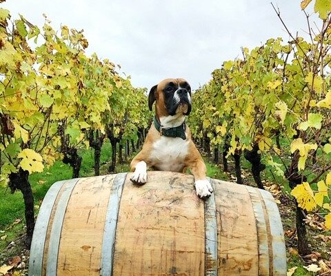 DOMAINE ASSERAY - boxer-moyenne