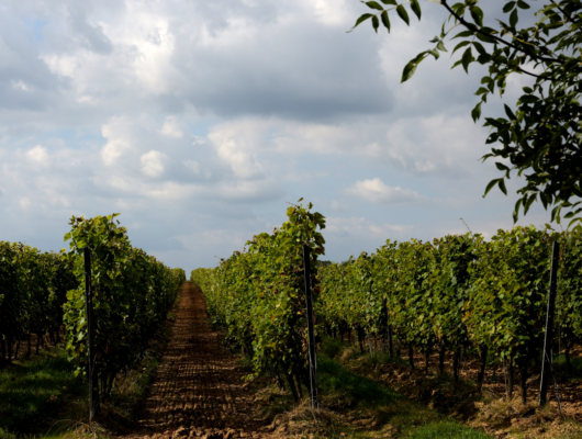 CHÂTEAU DE LA CALONNIÈRE - 90