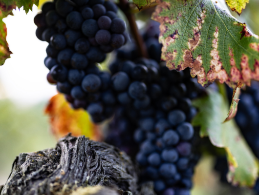 CHÂTEAU DE LA CALONNIÈRE - 95