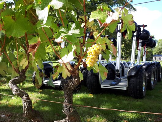 Domaine FL - gyroway-rando-vigne