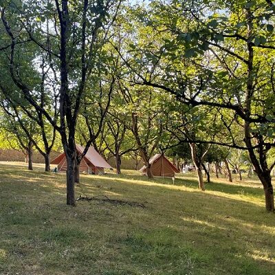 Des Radis et des Hommes - 2-tentes-dans-le-pre-verger-3