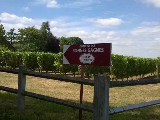 DOMAINE DES BONNES GAGNES - domainedesbonnesgagnes-saintsaturninsurloire-49-1-1201549