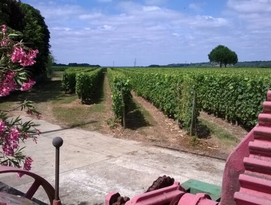 DOMAINE DES BONNES GAGNES - domainedesbonnesgagnes-saintsaturninsurloire-49-5-1201548