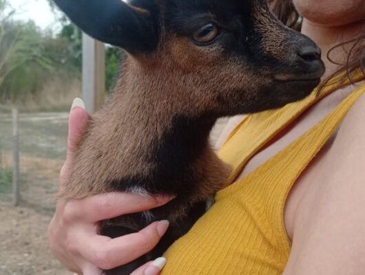 IL ÉTAIT UNE FERME - 0011