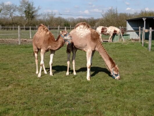 IL ÉTAIT UNE FERME - 0014-2