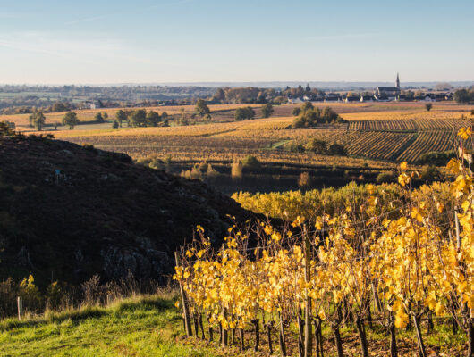 DOMAINE SAUVEROY - domainesauveroy-cave-valdulayon-49