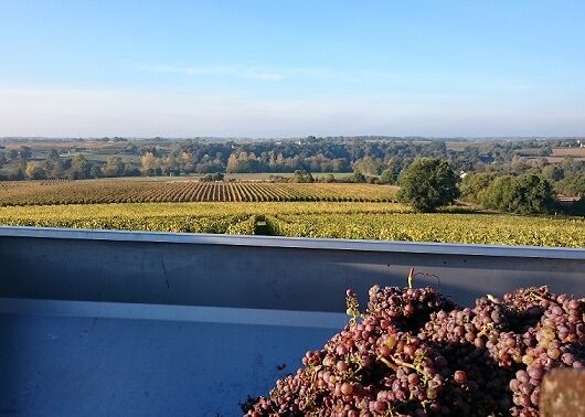 DOMAINE DE L&rsquo;ANGELIÈRE - dsc-00771