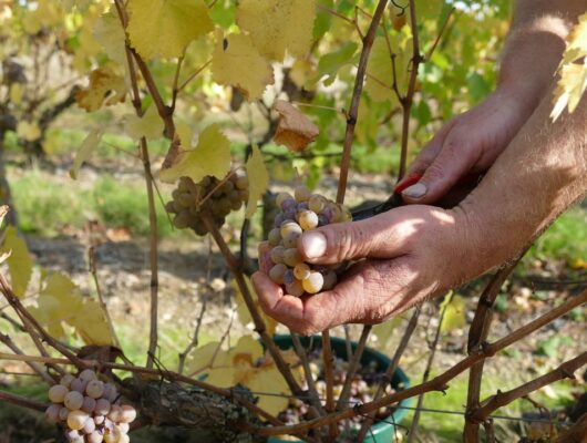 SOIRÉE FESTIVE – DOMAINE DE LA GAUTERIE - 136380550-1523089524556004-6911273590646742058-n