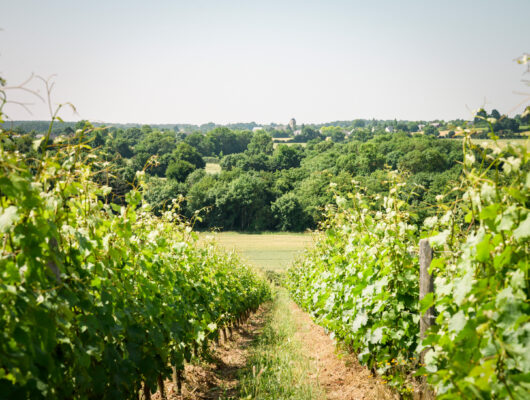 DOMAINE HAUTE PERCHE - -dsc7386paulstefanaggi