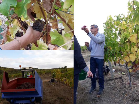 PIQUE NIQUE DES VENDANGES – DOMAINE BLOUIN - pique-nique-des-vendanges--600-x-400-px---1-