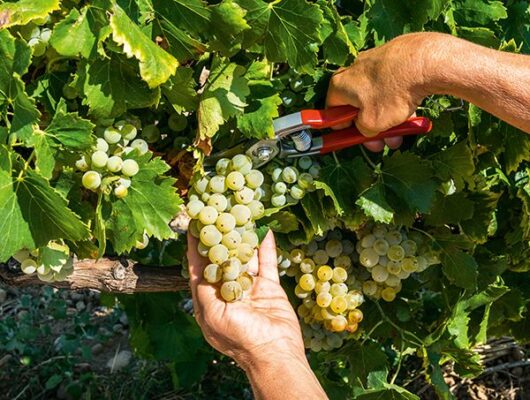 JOURNÉE VENDANGES AU DOMAINE DE TERREBRUNE - vendange