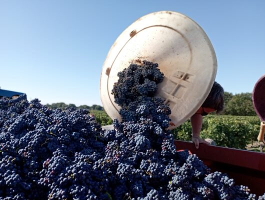 JOURNÉE VENDANGES AU DOMAINE DE TERREBRUNE - vendanges-edition-2022