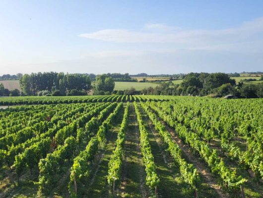 Gîte du Domaine de Pied-Flond - 2.-vue-vigne-logis-2