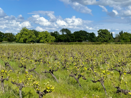 Echappée matinale dans les vignes - 5-74