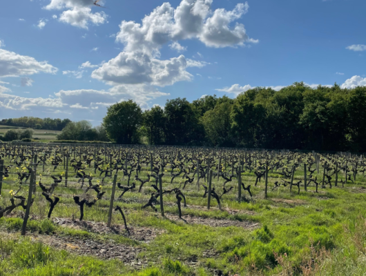 Echappée matinale dans les vignes - 6-61