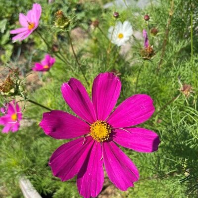 Des Radis et des Hommes - cosmos-3