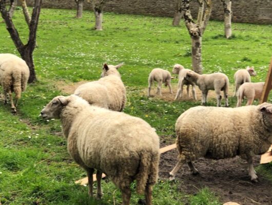 DES RADIS ET DES HOMMES - moutons-5