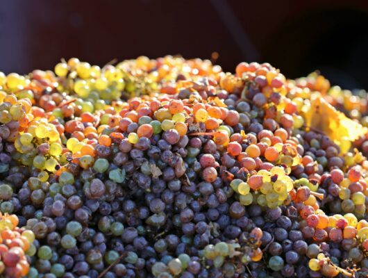 Domaine de la Gonorderie - 161103-yp-gonorderie-pm-0012
